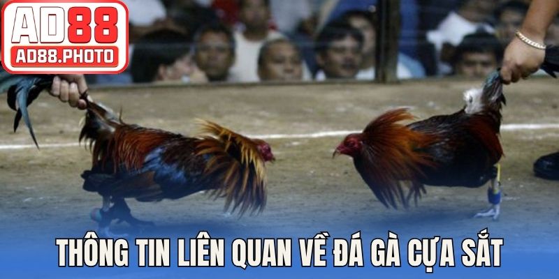 Thông tin liên quan về đá gà cựa sắt